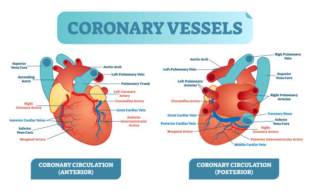 Coronary vessels anatomical health care vector illustration labeled diagram. Heart blood flow system with blood vessel scheme. Coronary vessels anatomical health care vector illustration labeled diagram. Heart blood flow system with blood vessel scheme. Medical information poster. human artery stock illustrations