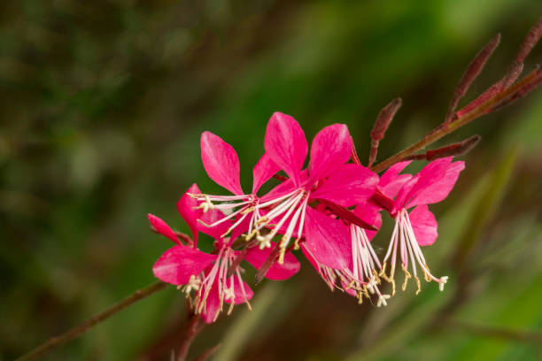 istock close up pink spring flowers in nature 956030236