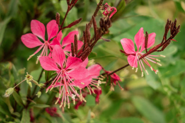 istock close up pink spring flowers in nature 956030754