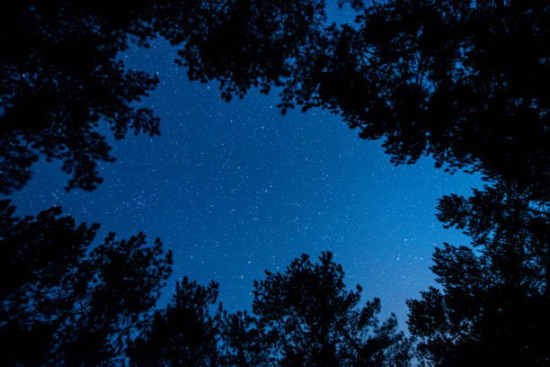 istock The bright starry sky in the night forest 956030908
