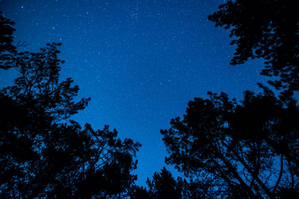 istock The bright starry sky in the night forest 956030918