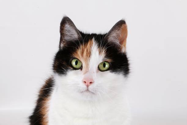 istock beautiful cat portrait 956031500