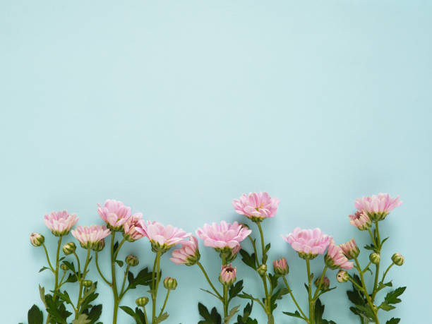 istock Composition of pink  chrysanthemum flowers on a color background, top view, creative flat layout. 956035142