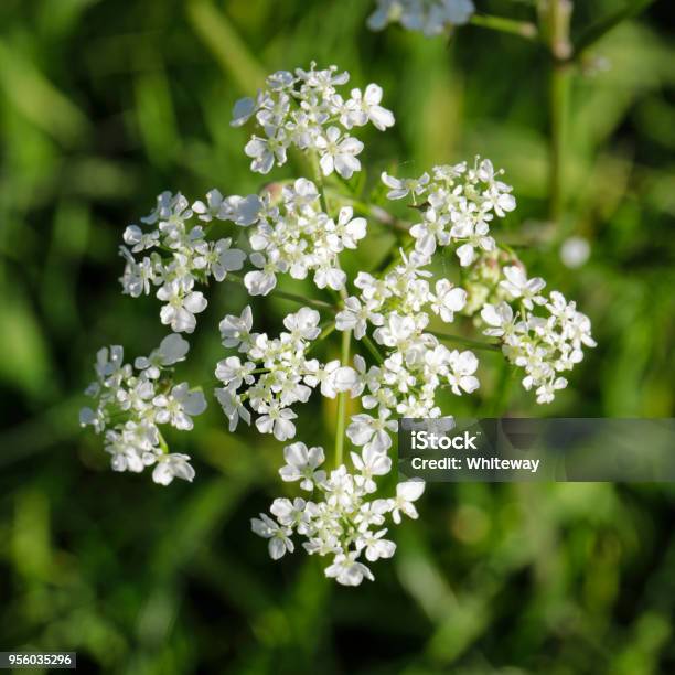 Photo libre de droit de Capitule De Vache Vue De Dessus Persil Anthriscus Sylvestris banque d'images et plus d'images libres de droit de Apiacée