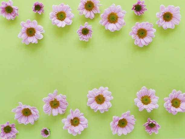 istock Composition of pink  chrysanthemum flowers on a color background, top view, creative flat layout. 956035342