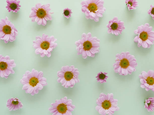 istock Composition of pink  chrysanthemum flowers on a color background, top view, creative flat layout. 956035364