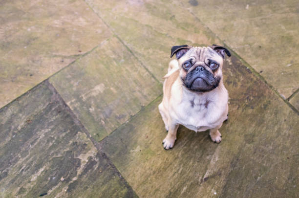cute puppy pug looking up from patio