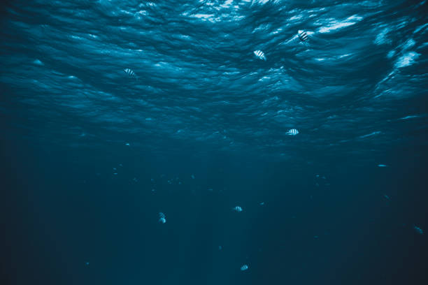 istock tropical fishes underwater 956040418