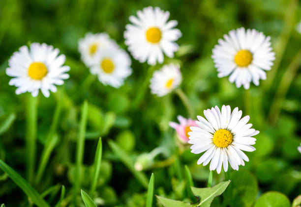 istock Close up of white daisies on spring meadow green grass. 956044232