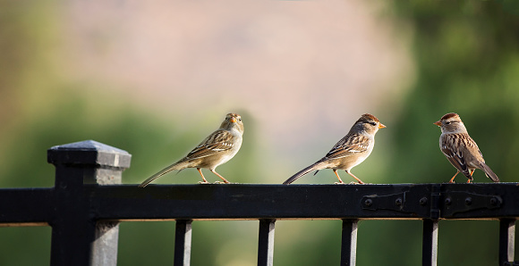 Three sparrows perch on fence