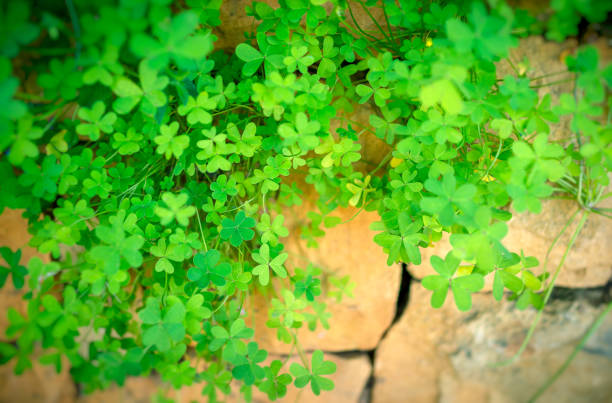 Conceptual image of finding your way through hard times, the clover has sprouted through the crack in the stone wall, hope and thirst for life