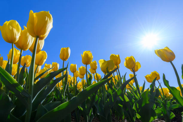 istock Yellow tulips in a field with during a beautiful spring day 956046088