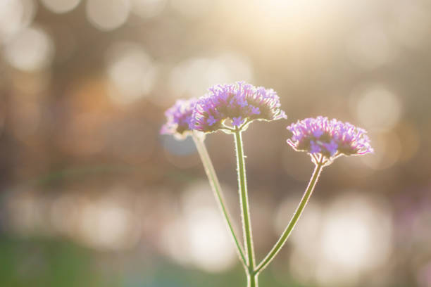 istock Purple flowers at morning. 956046496