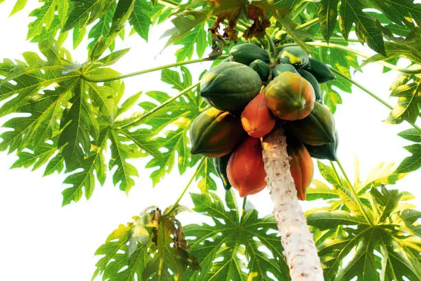 Papaya is ripe on tree with the sky.