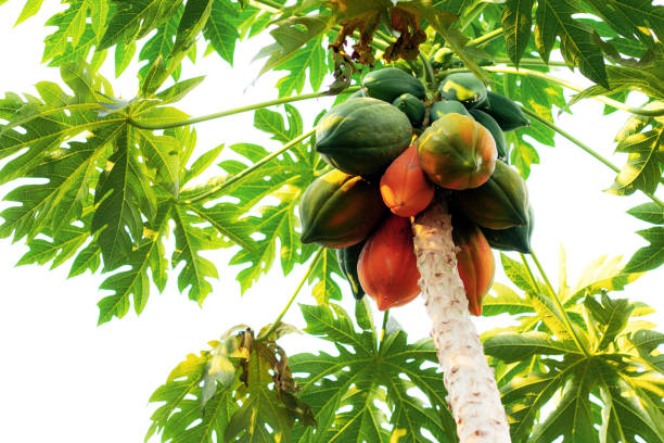 mamão é maduro na árvore. - orchard fruit vegetable tree - fotografias e filmes do acervo