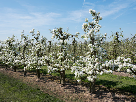 beautiful white apple blossoms in dutch orchard near utrecht in holland