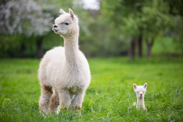 istock White Alpaca with offspring, South American mammal 956046818