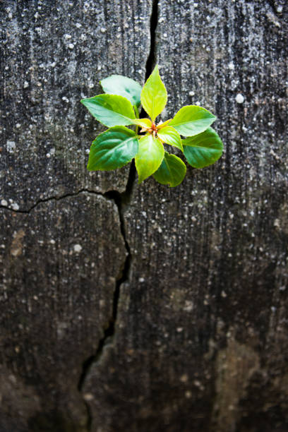 Young plant growing out of concrete cracked.