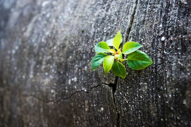 Young plant growing out of concrete cracked.