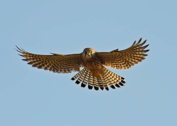 Kestrel hunting  falco tinnunculus stock pictures, royalty-free photos & images