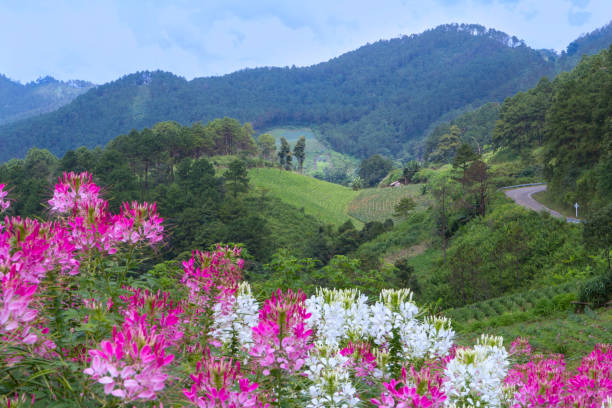 istock Flower field on a green hill top 956048102