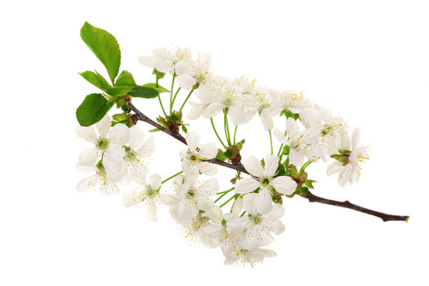 istock Branch with pear flowers isolated on white background. Top view. Flat lay 956051732