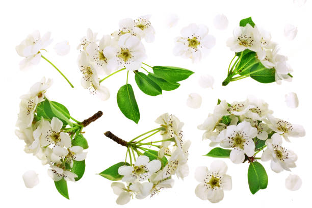 istock Branch with pear flowers isolated on white background. Top view. Flat lay. Set or collection 956051744