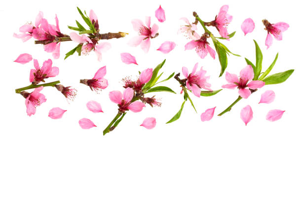istock Cherry blossom, sakura flowers isolated on white background with copy space for your text. Top view. Flat lay pattern 956051762