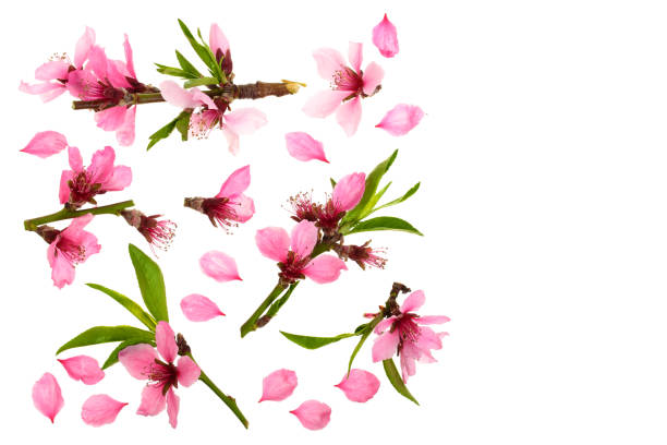 istock Cherry blossom, sakura flowers isolated on white background with copy space for your text. Top view. Flat lay pattern 956051770