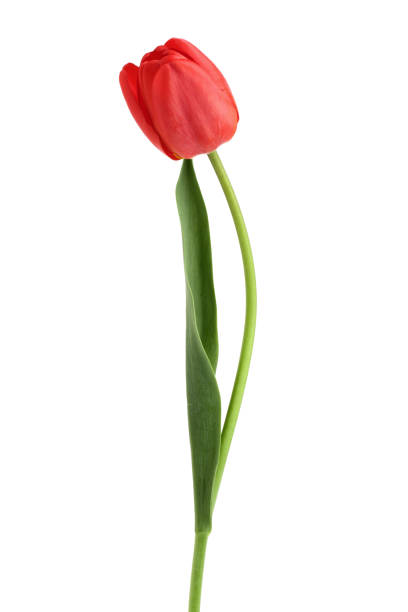 istock red tulips isolated on white background. Top view. Flat lay pattern 956051800