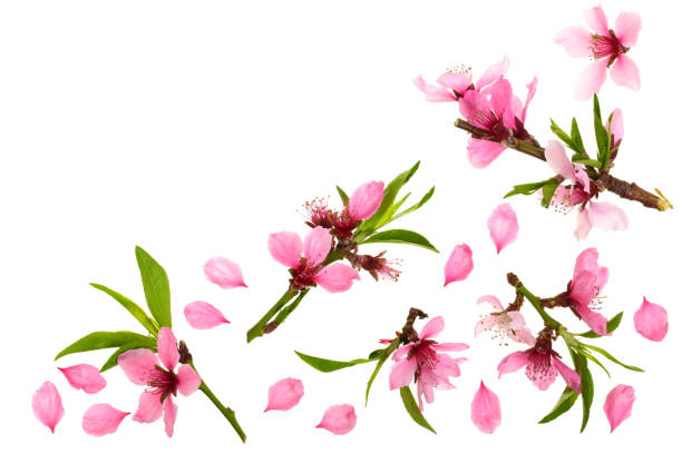 istock Cherry blossom, sakura flowers isolated on white background with copy space for your text. Top view. Flat lay pattern 956051802