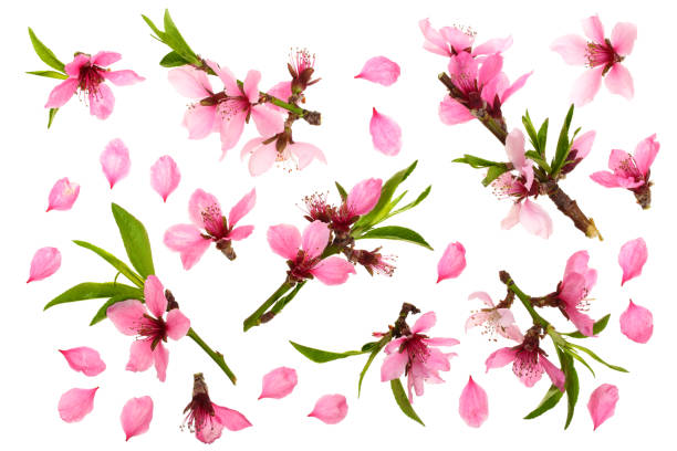 istock Cherry blossom, sakura flowers isolated on white background. Top view. Flat lay pattern 956051858