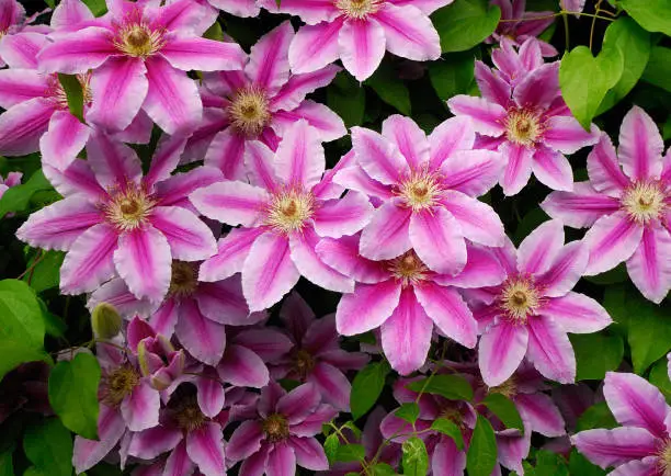 Photo of DECORATIVE FLOWERS OF THE CLEMATIS IN THE SPRING GARDEN