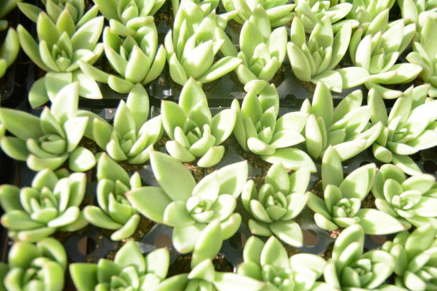 istock succulents in greenhouse 956053366