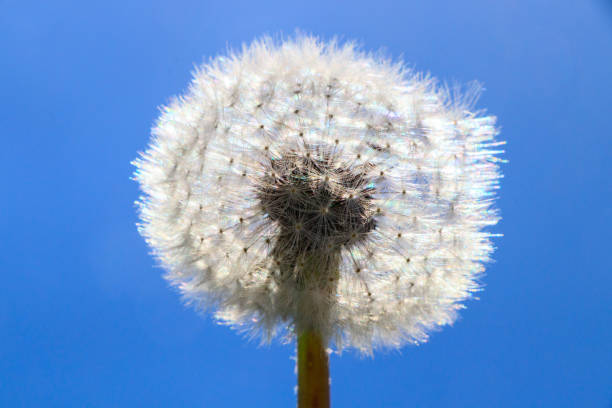 istock Dandelion - Taraxacum officinale 956056968
