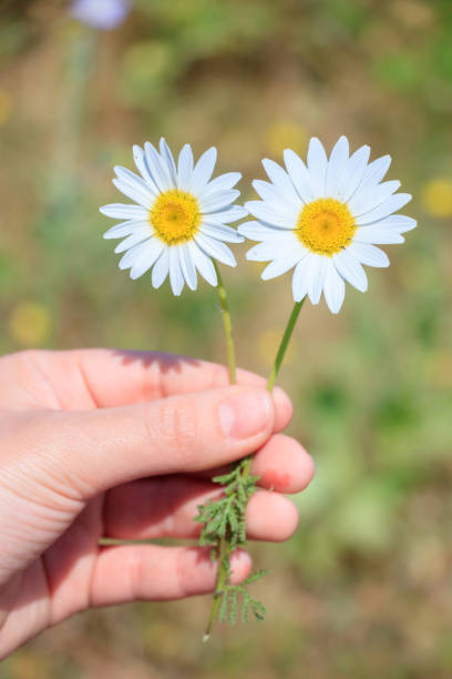 istock Camomile flowers in the hand 956059230