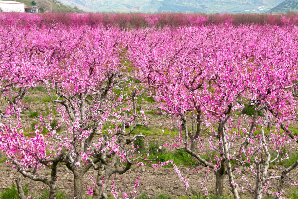 istock Beautiful flowers from the peach tree 956059780