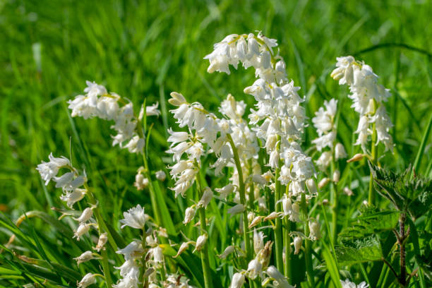 istock White bluebells growing amongst stinging nettle bushes 956060298
