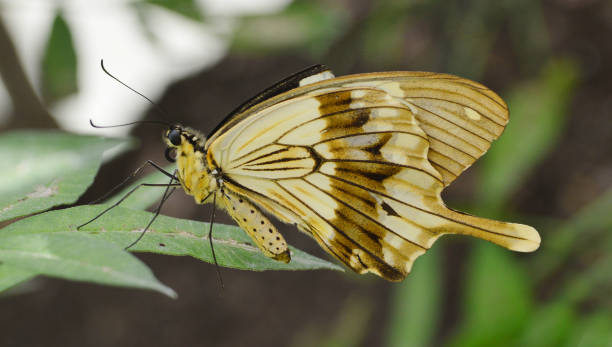 papillon rare dans la nature - scarce swallowtail photos et images de collection