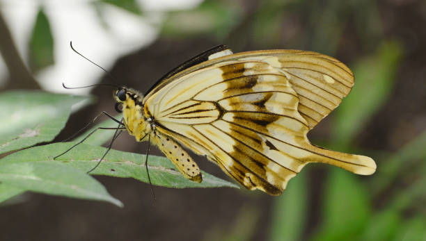 自然の中の希少なアゲハチョウ - scarce swallowtail ストックフォトと画像