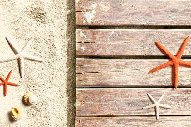 istock Sea life on the beach 956061956