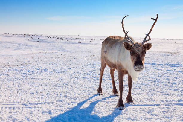 istock Reindeer in winter tundra 956062616