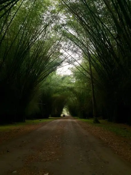 One point perspective shot of a road in the middle of the giant bamboo forest.