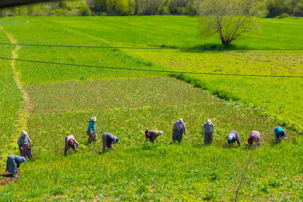 Women are working in the field