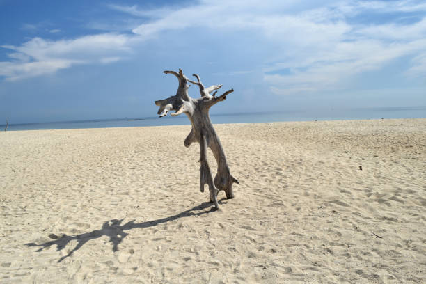 istock A dead tree on a Gili Labak island, Madura, indonesisia 956066128