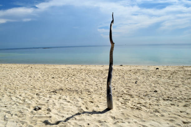 istock A dead tree on a Gili Labak island, Madura, indonesisia 956066154