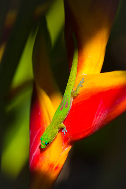 istock The Gold Dust Day Gecko of Hawaii 956066248