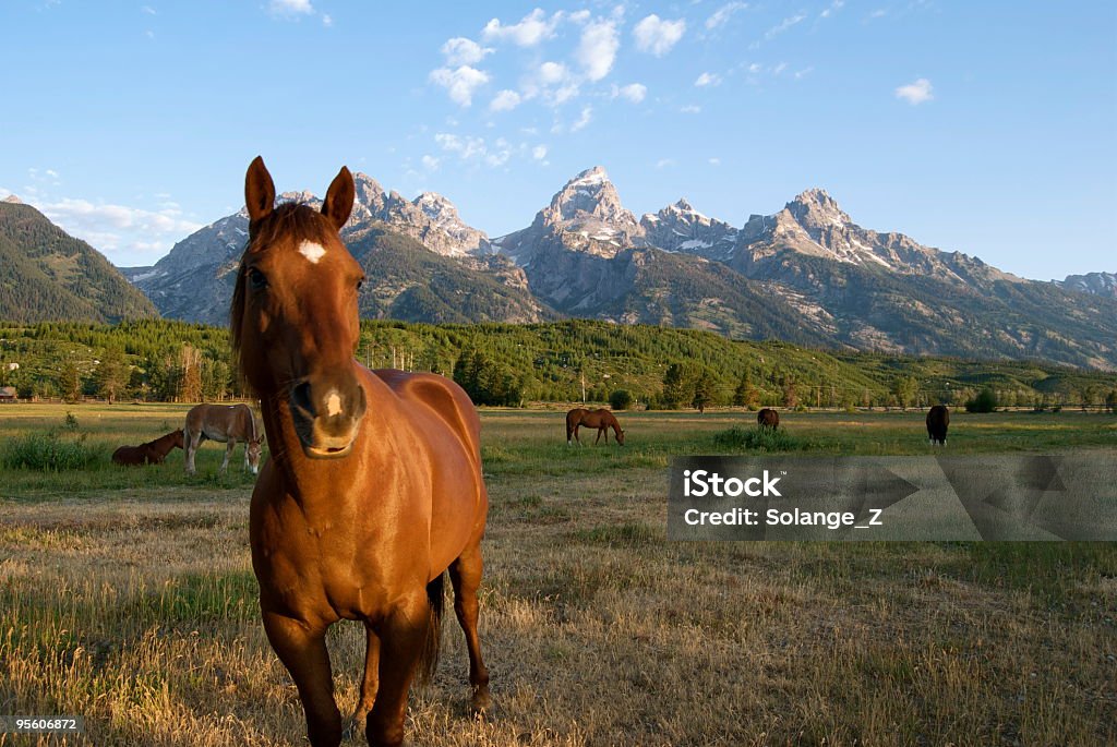 Cavallo marrone - Foto stock royalty-free di Ambientazione esterna