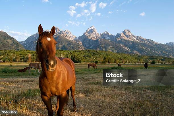 Cavallo Marrone - Fotografie stock e altre immagini di Ambientazione esterna - Ambientazione esterna, Animale, Animale domestico