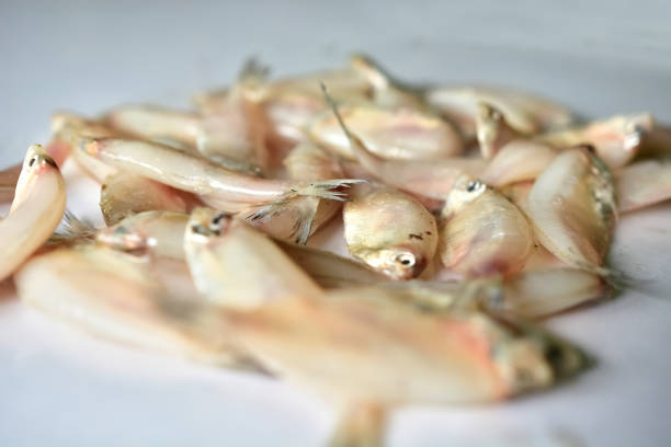 istock Indian anchovy Or kozhuva / netholi 956069916